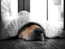 Photo d'un chien